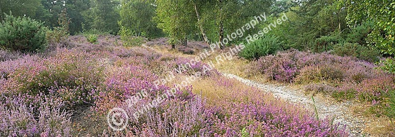 Hesworth Heather - Sussex Downs