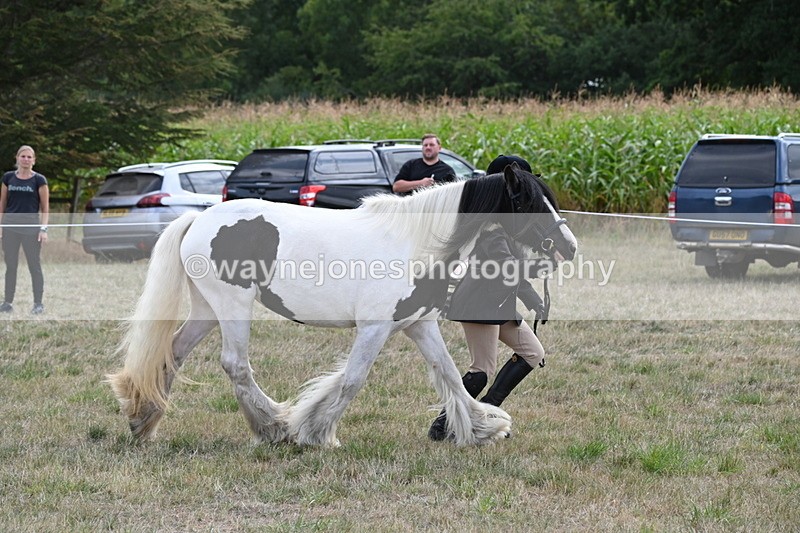 WJ6_6657 - Class 20 In-hand Cob