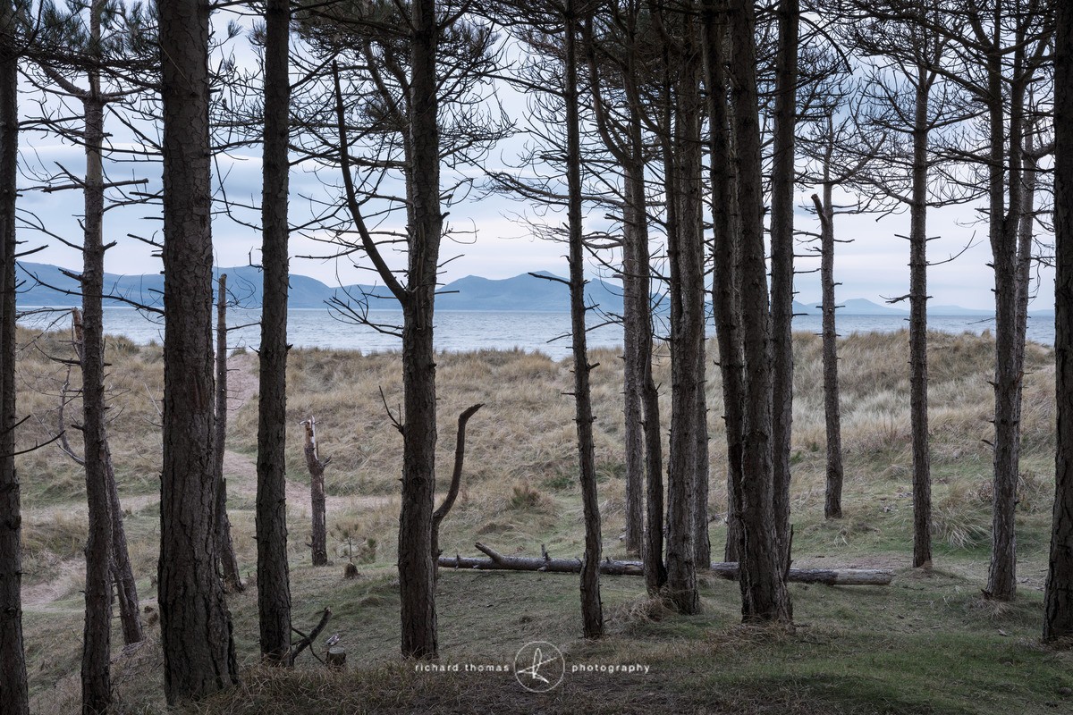 Llanddwyn beach trees - Seascapes