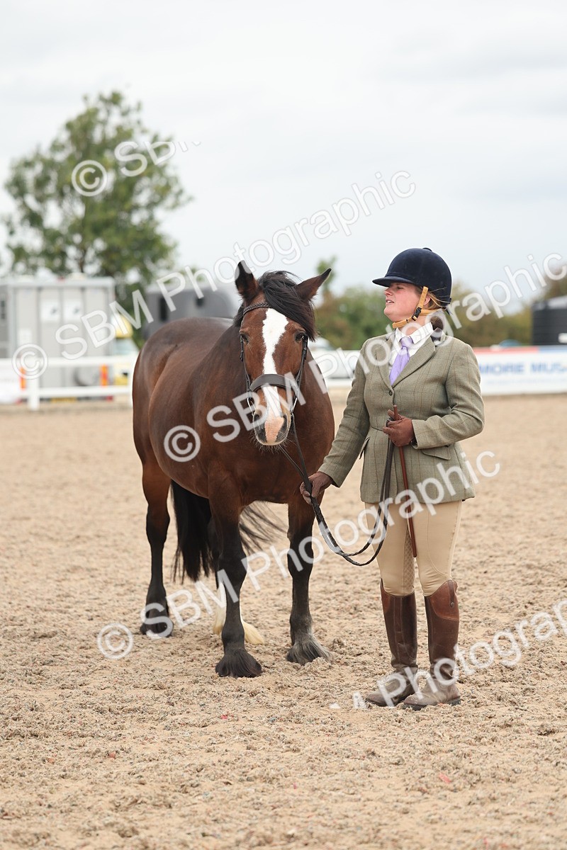 SBM_19861 - Class 318 - IH Part Bred Horse-Pony