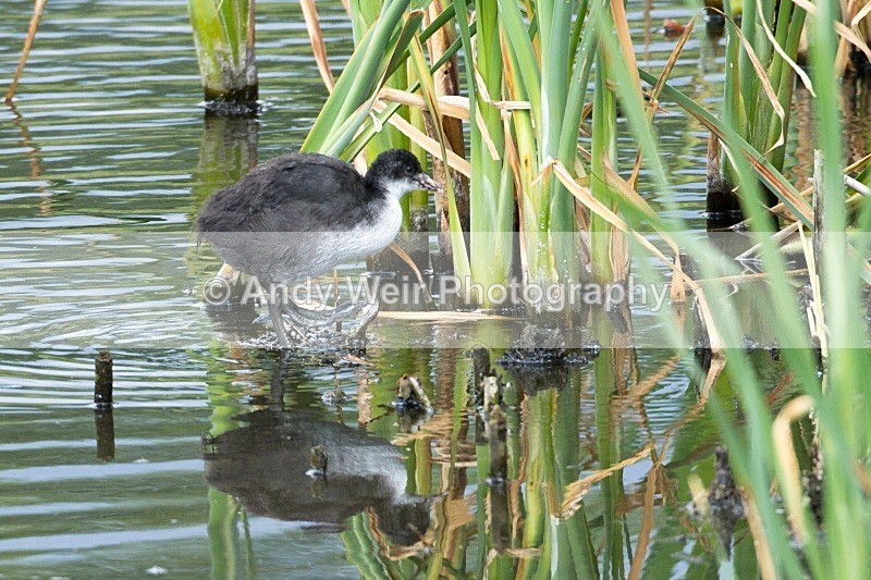 20110611-IMG_5557 - Rails & Coots