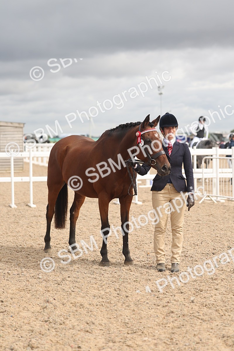 SBM_04410 - Class 18 - Handsomest Gelding (IH or Ridden)