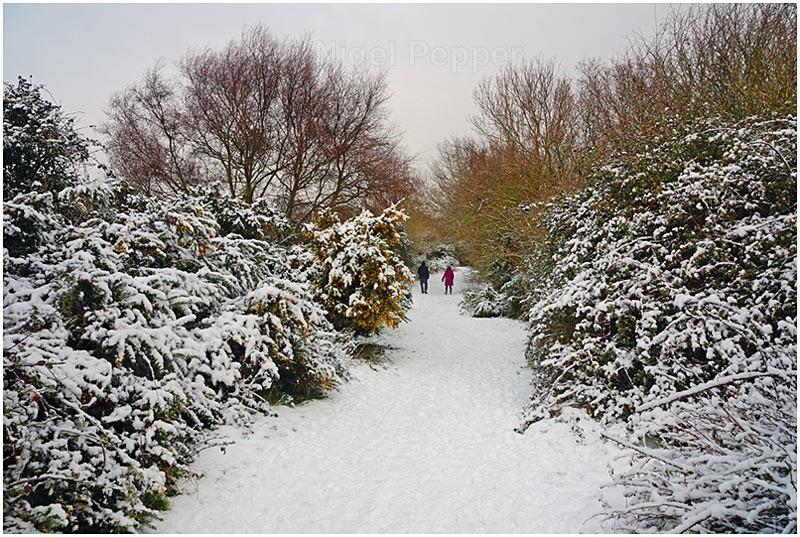 Winter Scene - Snow Pictures
