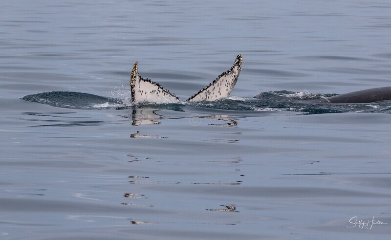 Disappearing Fluke 2