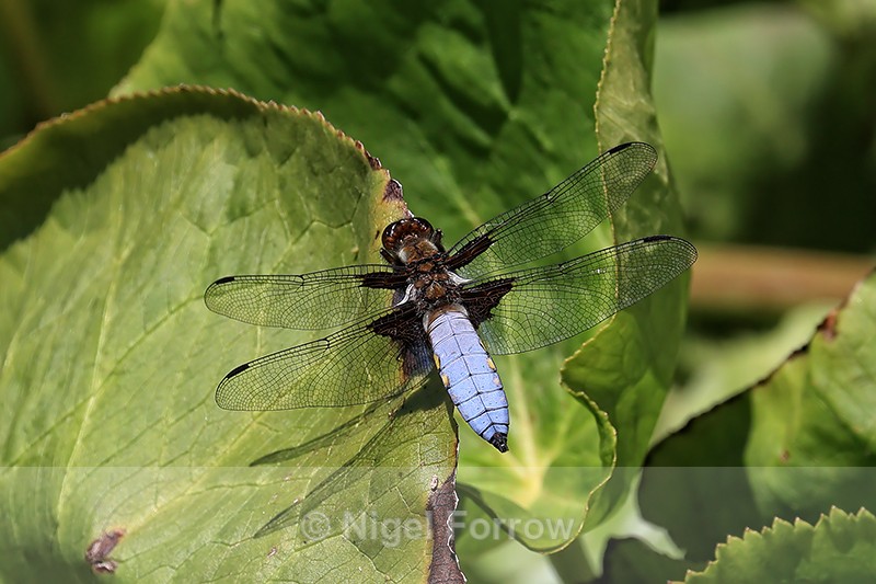 Broad-bodied Chaser (male), Dorset, UK - INSECTS