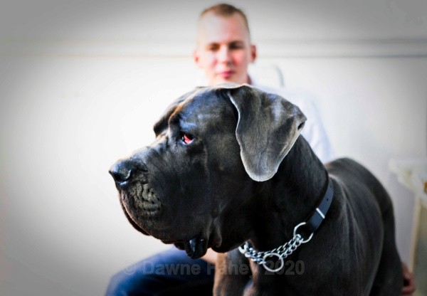  - Dordrecht Portraits