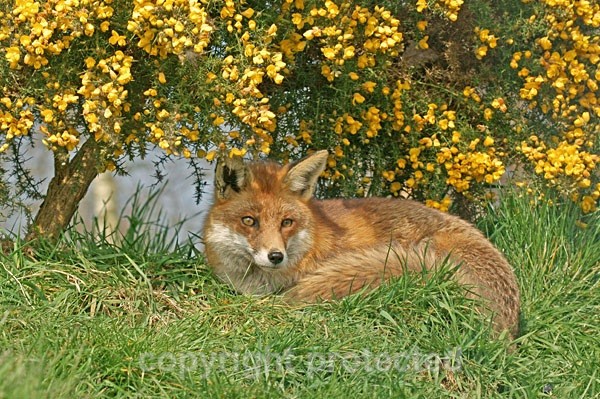 Red Fox - British Wildlife Centre - Wildlife Centres