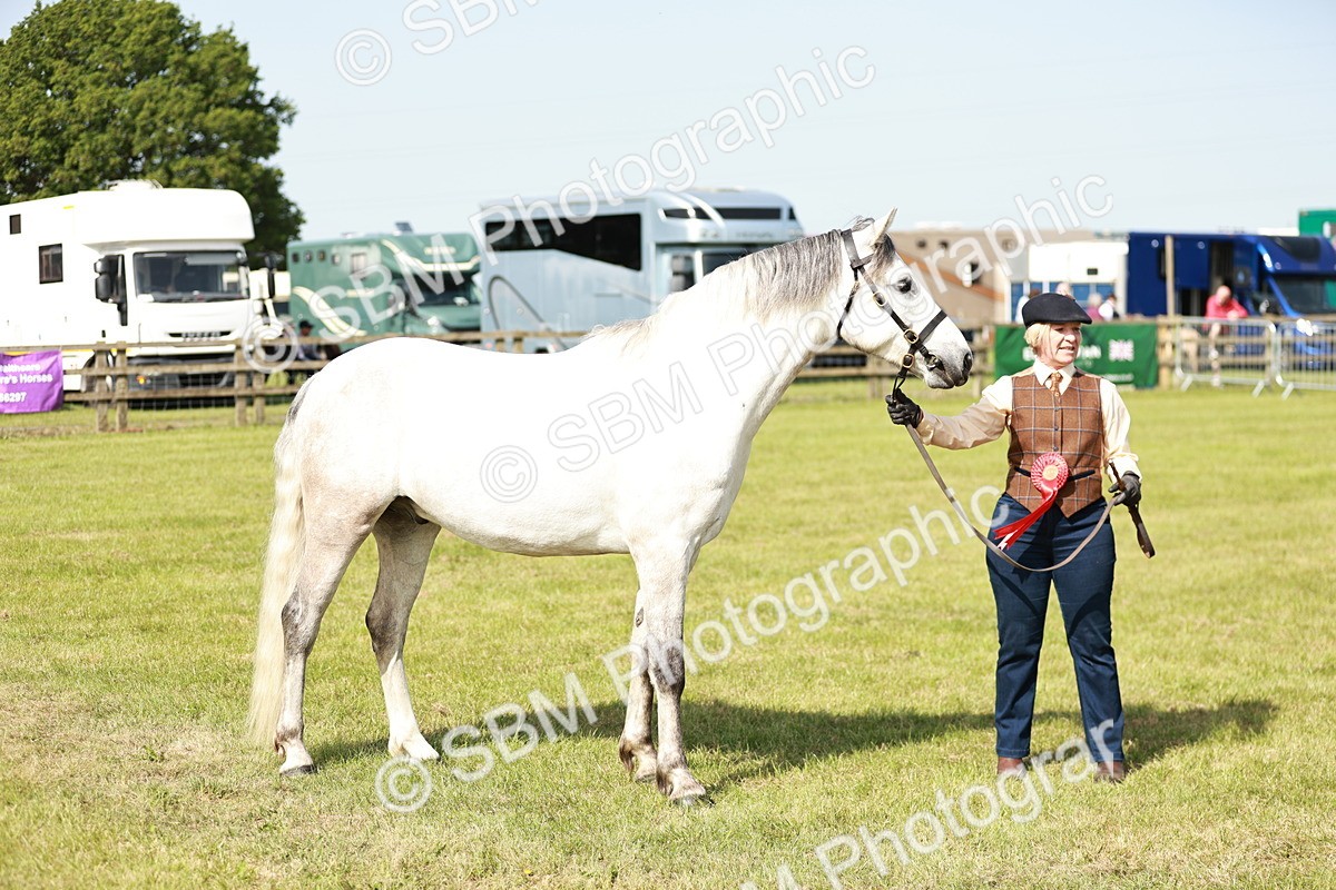 SBM_01685 - Class 14-23 - Mountain & Moorland In Hand Non Welsh