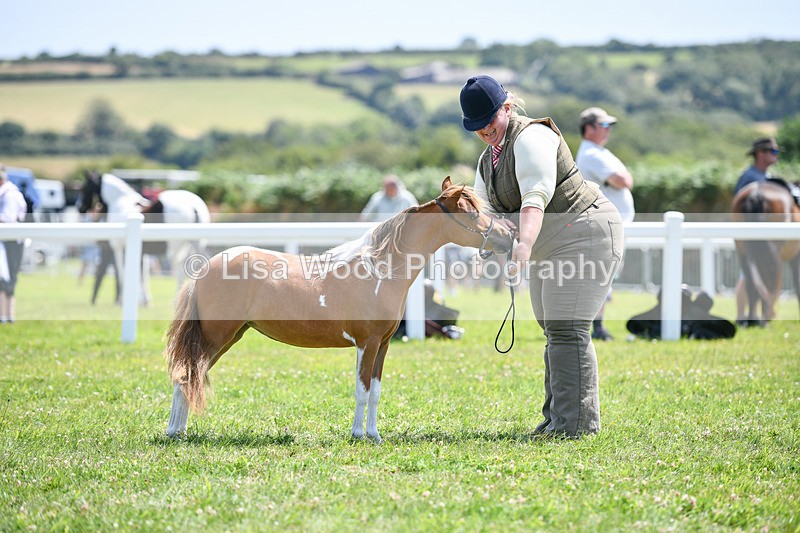DSC_7337 - Class 62: Coloured Pony Youngstock