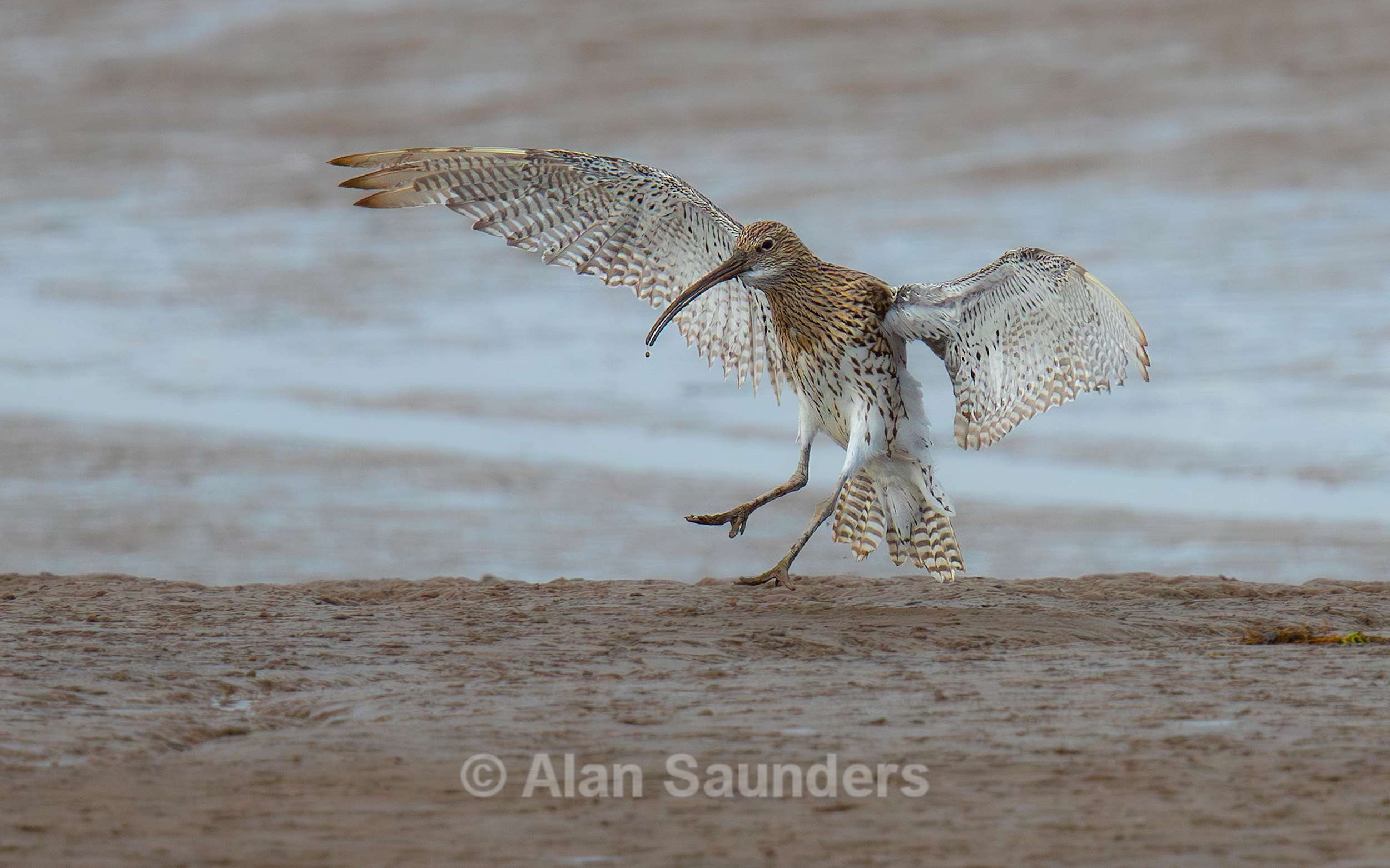 Eurasian Curlew 1