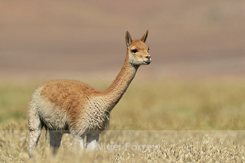 Vicuna, close side view, Chile - Vicuna