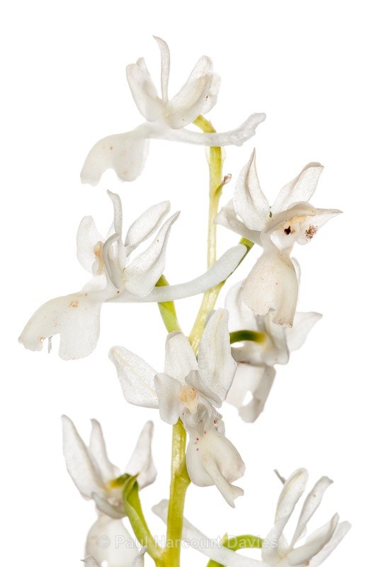  - WB: Orchids - Orchis