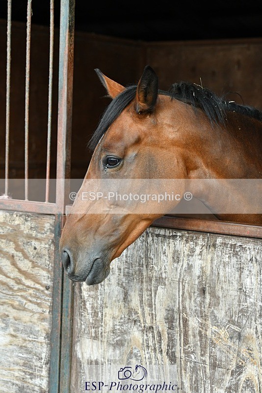 230817-082649-02386 - Stable Shots