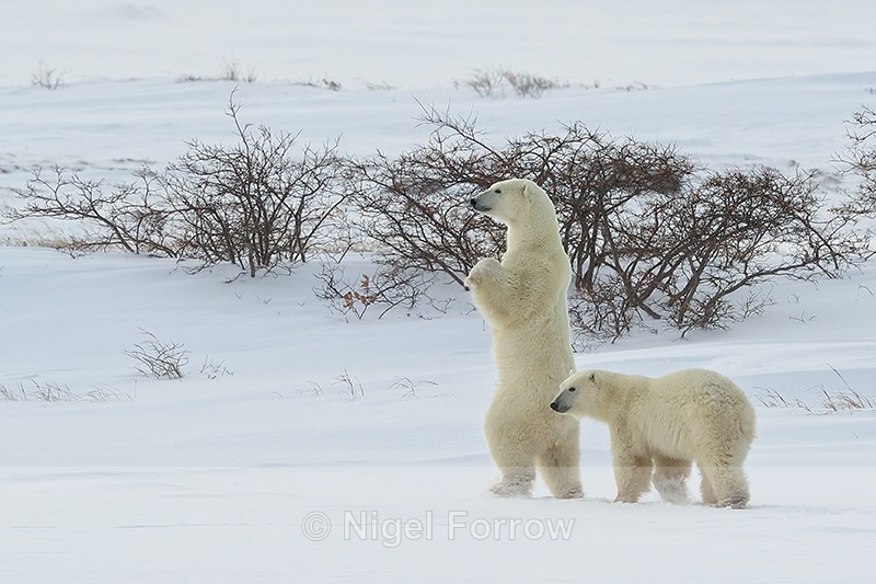 Polar Bear (female) standing on hind legs, Churchill, Canada - Polar Bear