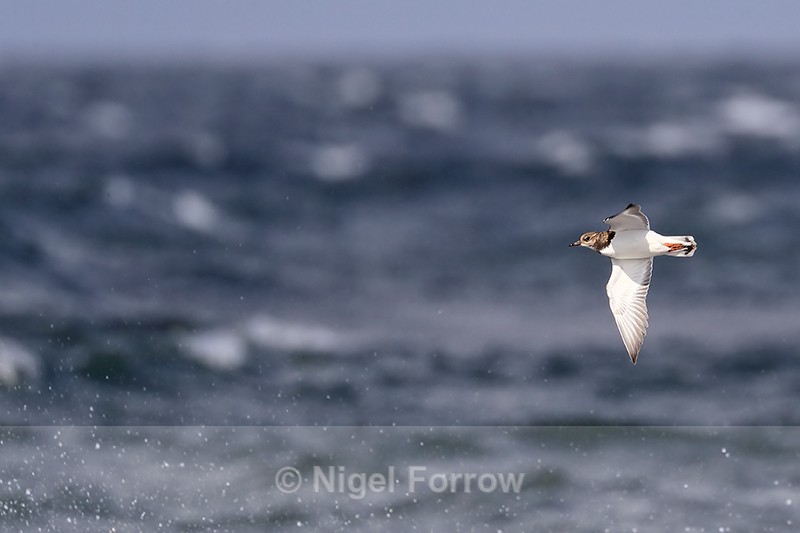 Turnstone in flight & sea spray, Scotland - Turnstone