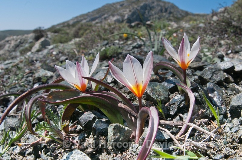  - Plants: wide-angle