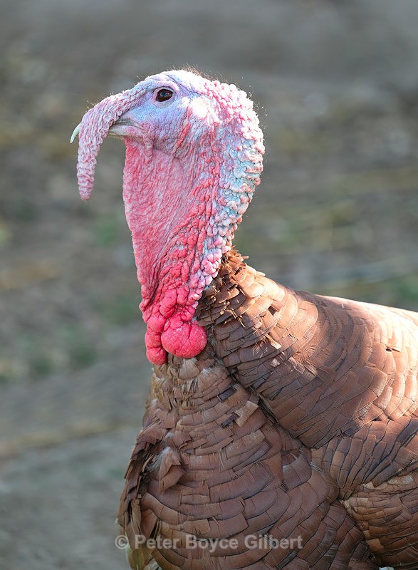 Gobbler - Flora & Fauna