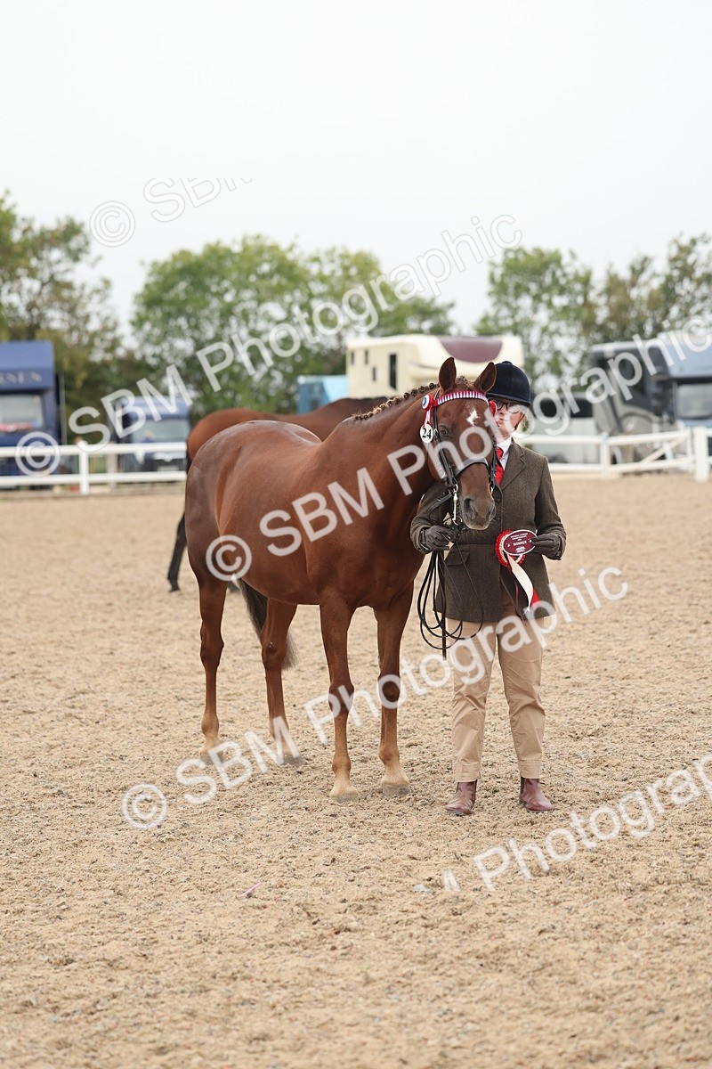 SBM_19887 - Class 318 - IH Part Bred Horse-Pony