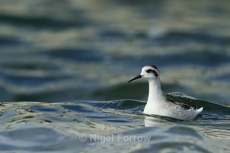 Red-necked Phalarope (juvenile), Farmoor - Red-necked Phalarope