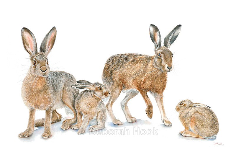 Hare today - British Wildlife