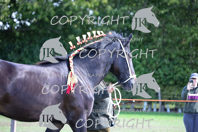 APP_3150 - Class 3 Youngstock