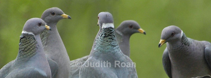 Band-tailed Pigeons - Birds
