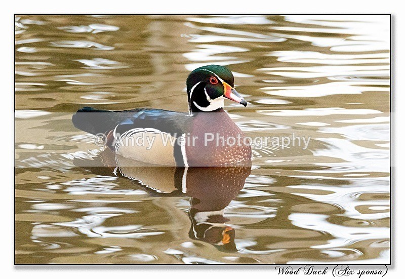 191229-7D-8E0A1711-Edit - Waterfowl