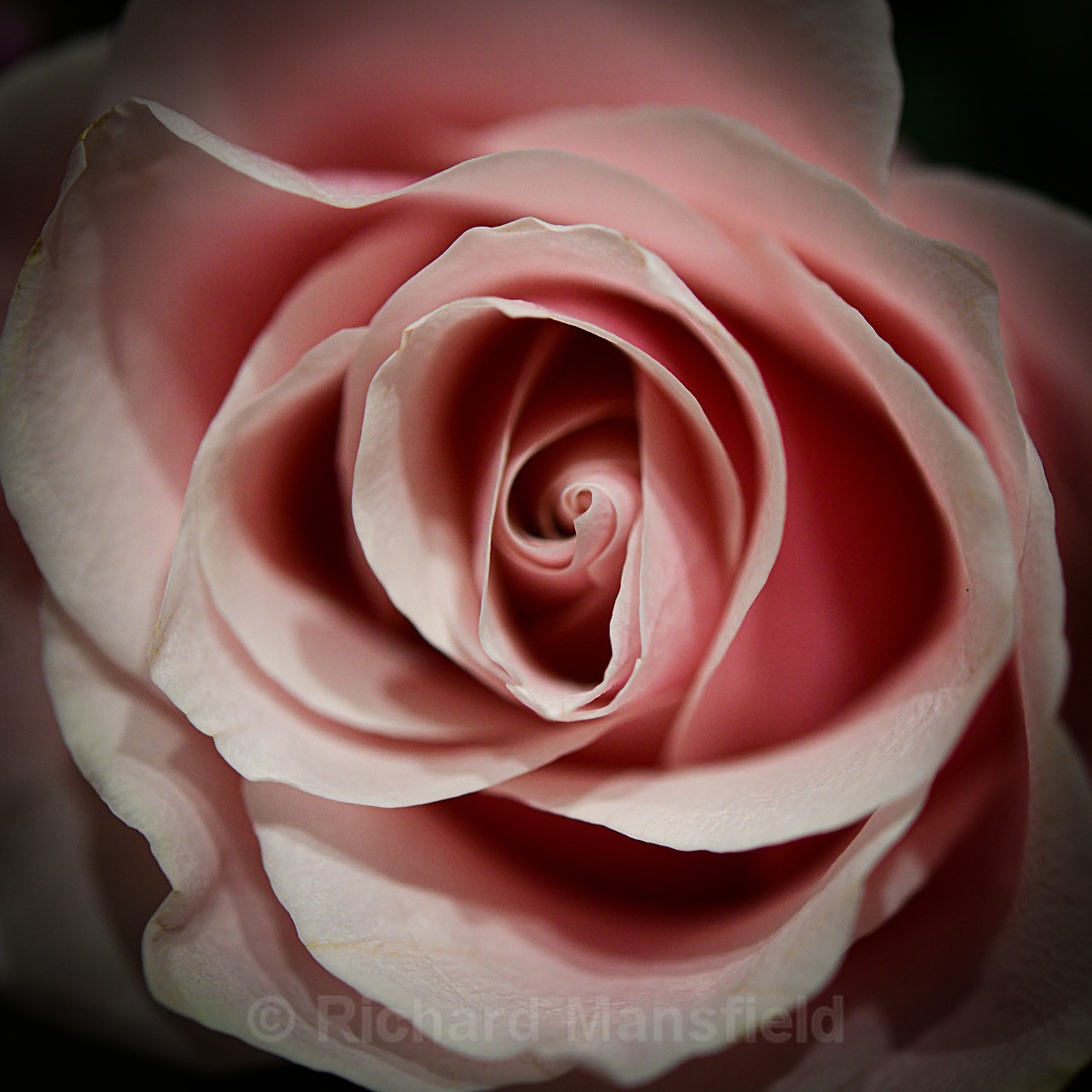  - Flowers