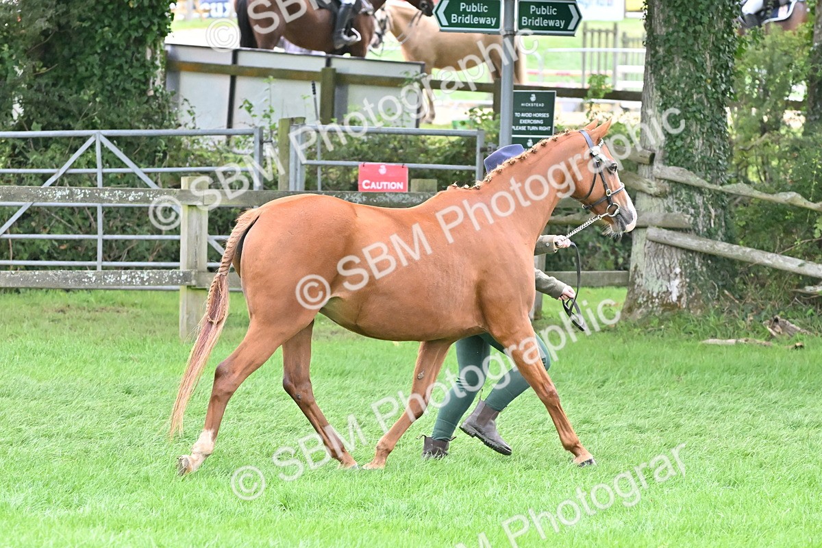 SBM_57561 - S46 - Part Bred Arab & Native Pony In Hand