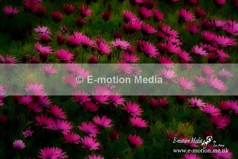 Nature-35 - Nature