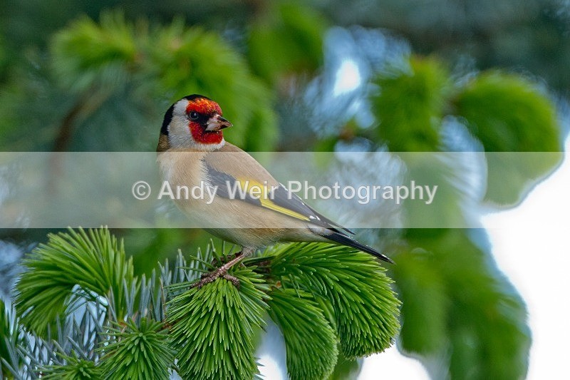 20120512-_MG_0194 - Goldfinch