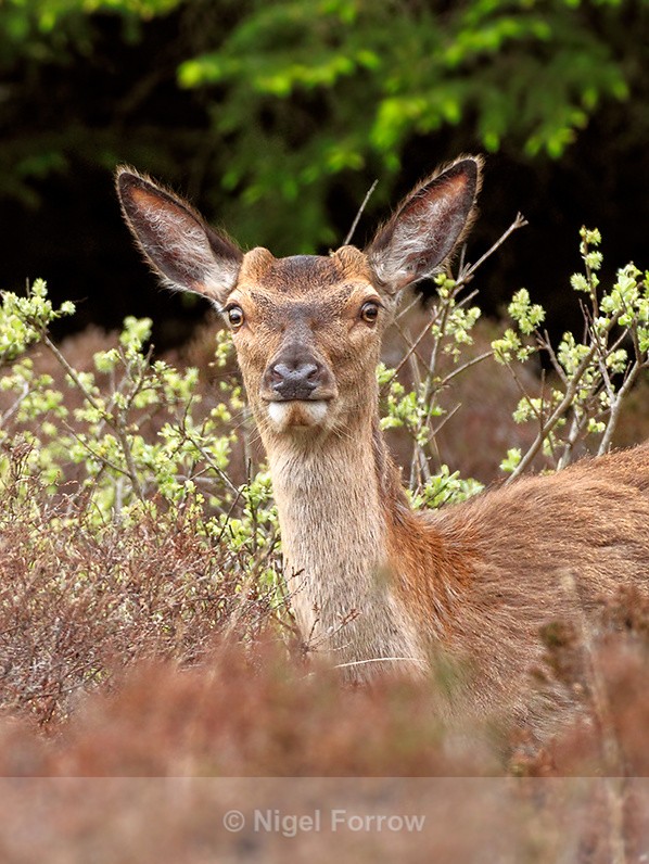 Red Deer on the Rinns of Islay - Deer