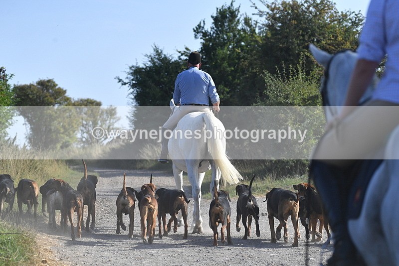WJ5_4824 - Walk out with the hounds