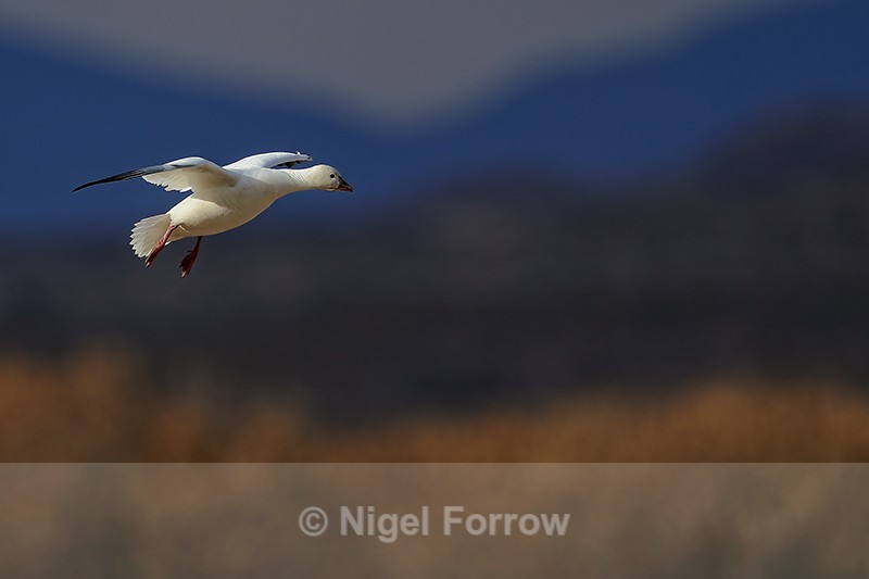 Ross's Goose on landing approach, Bosque del Apache, New Mexico - Ross's Goose