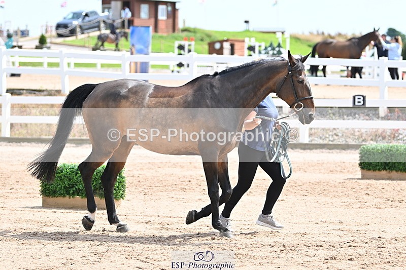 240717A-144639-02283 - Trot Up 2pm to 3pm - This folder is not in time order