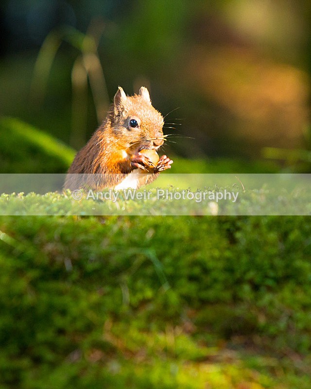 20141010-3K8A6455 - Red Squirrel