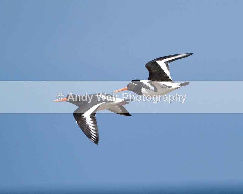 20110428-IMG_5136 - Oyster Catcher