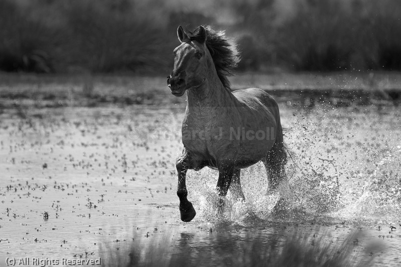 Konik Stallion - Konik Pony (Equus caballus)