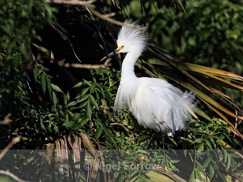 Snowy Egret with raised feathers, Orlando, Florida - Snowy Egret