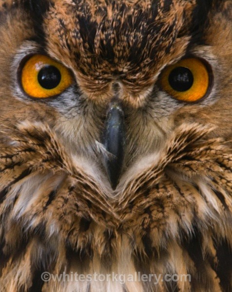 Grand Brown Owl - Wildlife and Animals