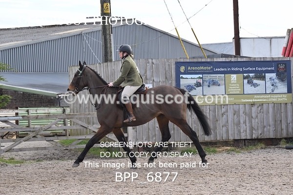 BPP_6877 - RING 1  (RIDDEN HORSES / IN HAND / VETERAN ETC)