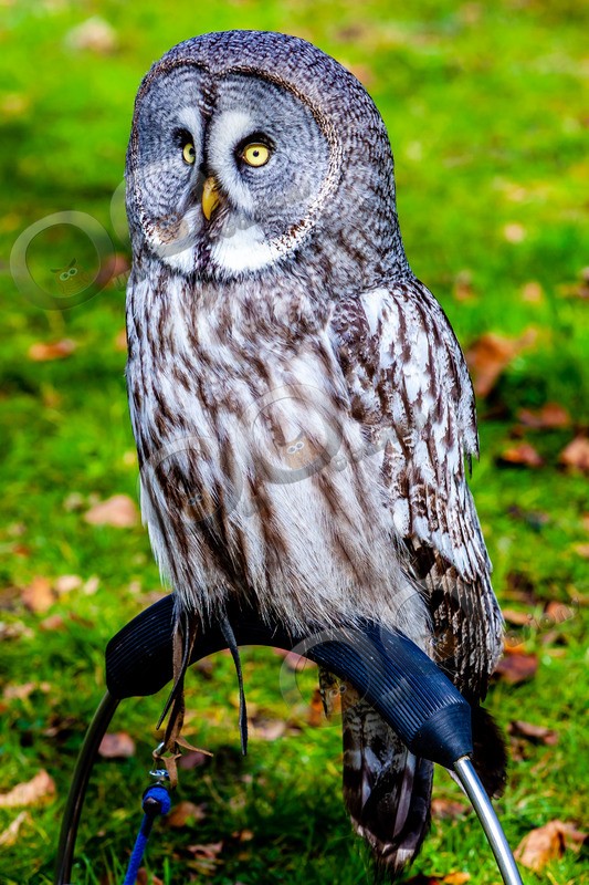 great grey owl stryx nebulosa-5309 - Owls of the World