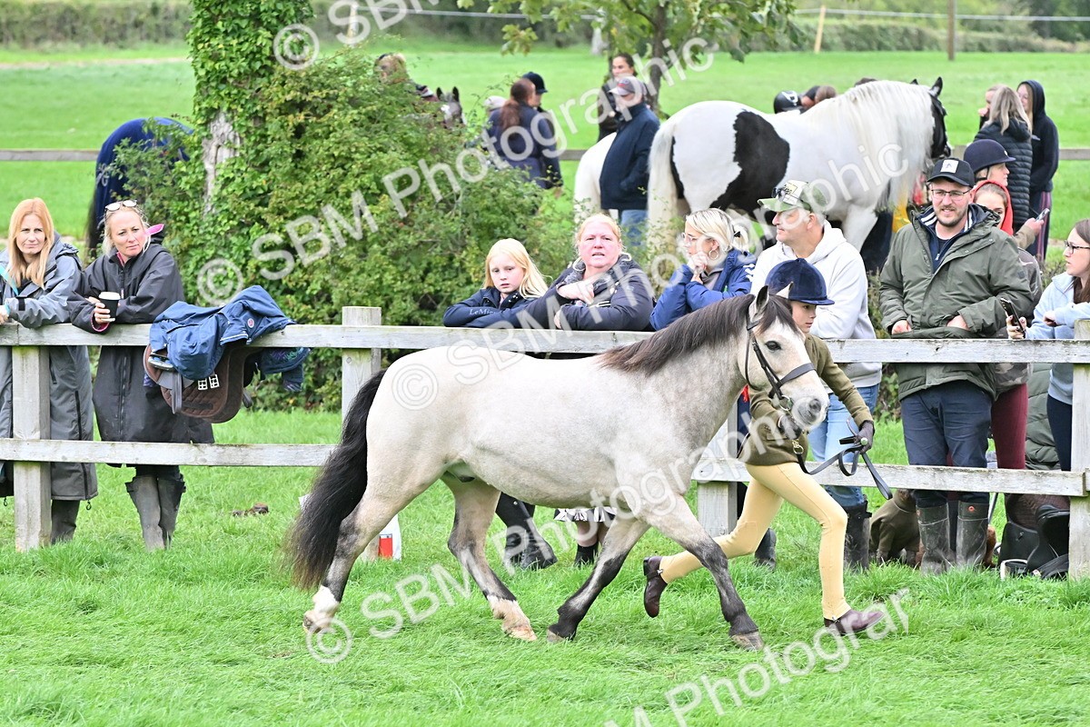 SBM_60990 - S48 - Mountain & Moorland In Hand Small Breeds