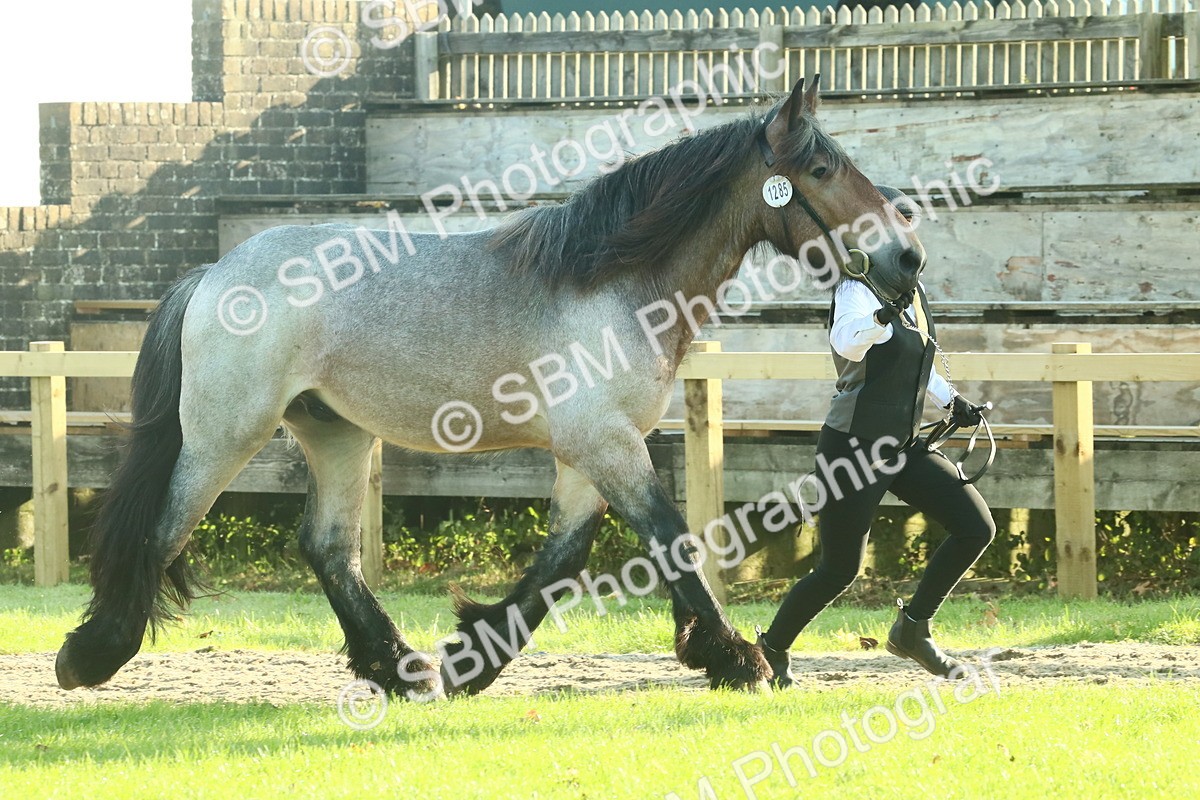 SBM_58565 - S37 - Starters In Hand Showing