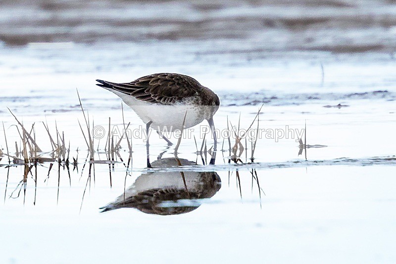 180307-Wirral0061 - Dunlin