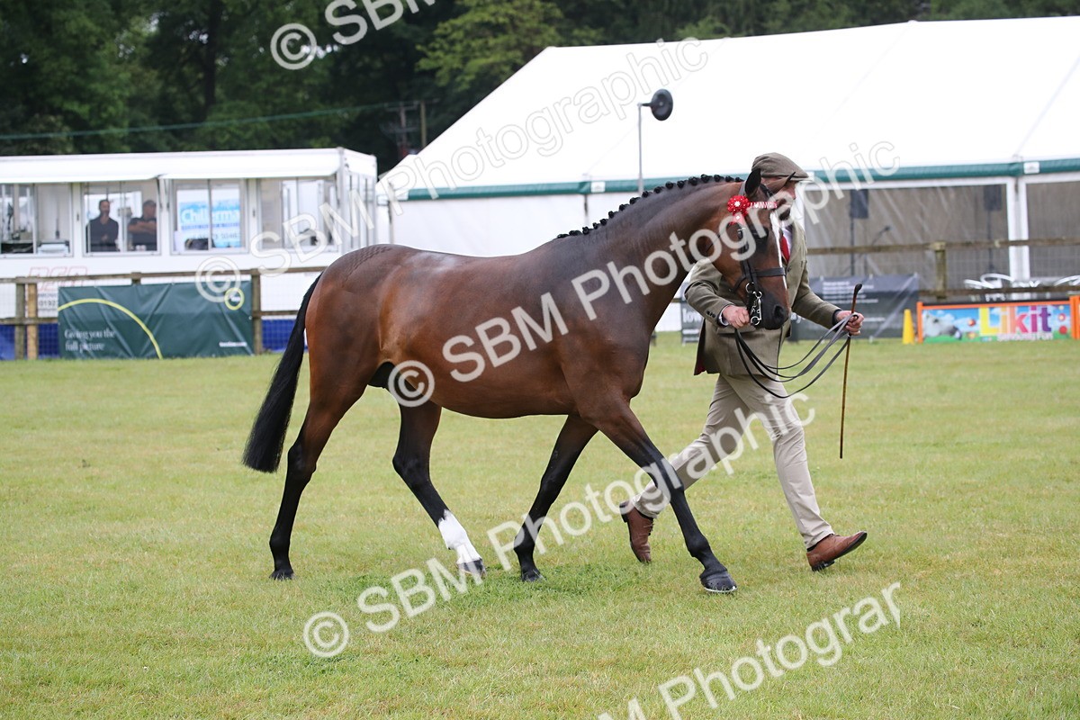 SBM_00160 - Class 17-20 - Arab & Part Bred - Anglo Arab In Hand