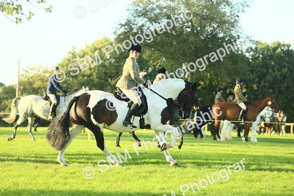 SBM_55524 - S14 - Riding Club Horse