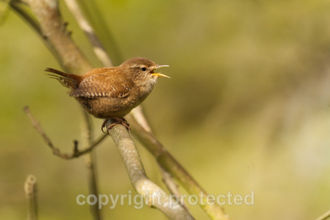 Wren - RSPB Minsmere - Suffolk - Birds