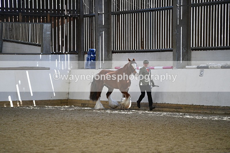 WJ5_5299 - Class 8 In hand cob