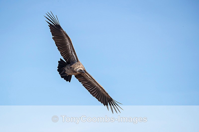 White-backed Vulture - Mara North ~ Birds